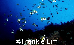fishes by Frankie Lim 